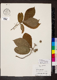 Guettarda foliacea image