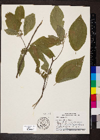 Guettarda foliacea image