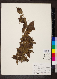 Guettarda odorata image
