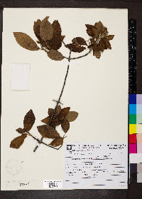 Guettarda uruguensis image