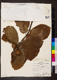 Guettarda speciosa image