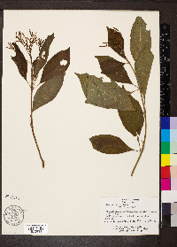 Hamelia patens image
