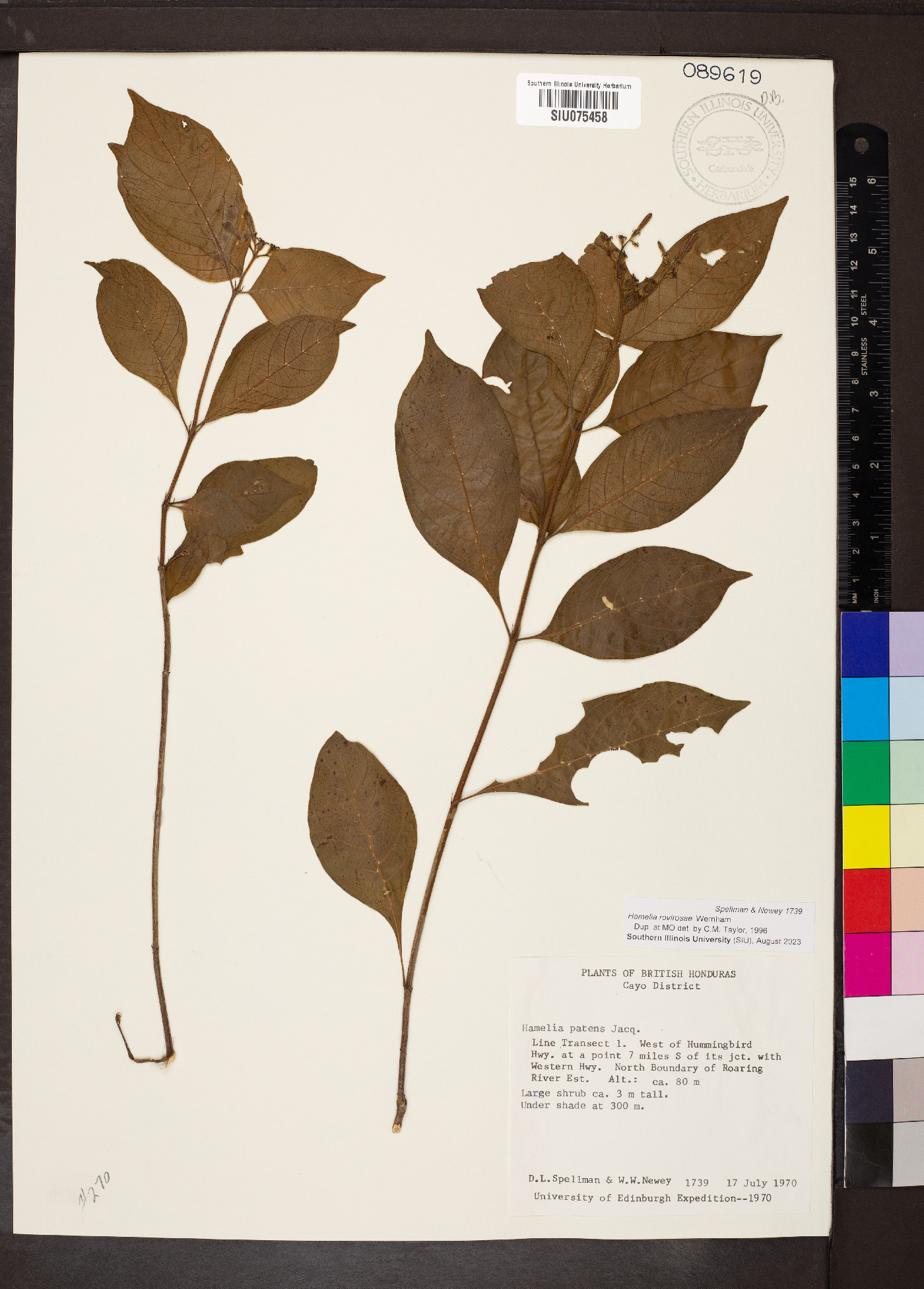 Hamelia rovirosae image