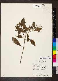 Hamelia rovirosae image