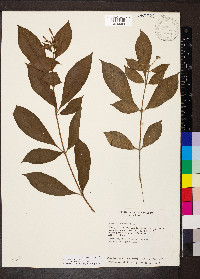 Hamelia rovirosae image