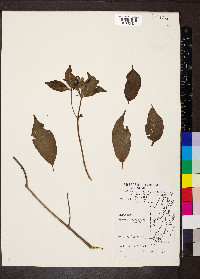 Hamelia rovirosae image