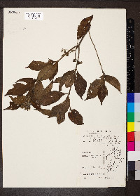 Hamelia rovirosae image