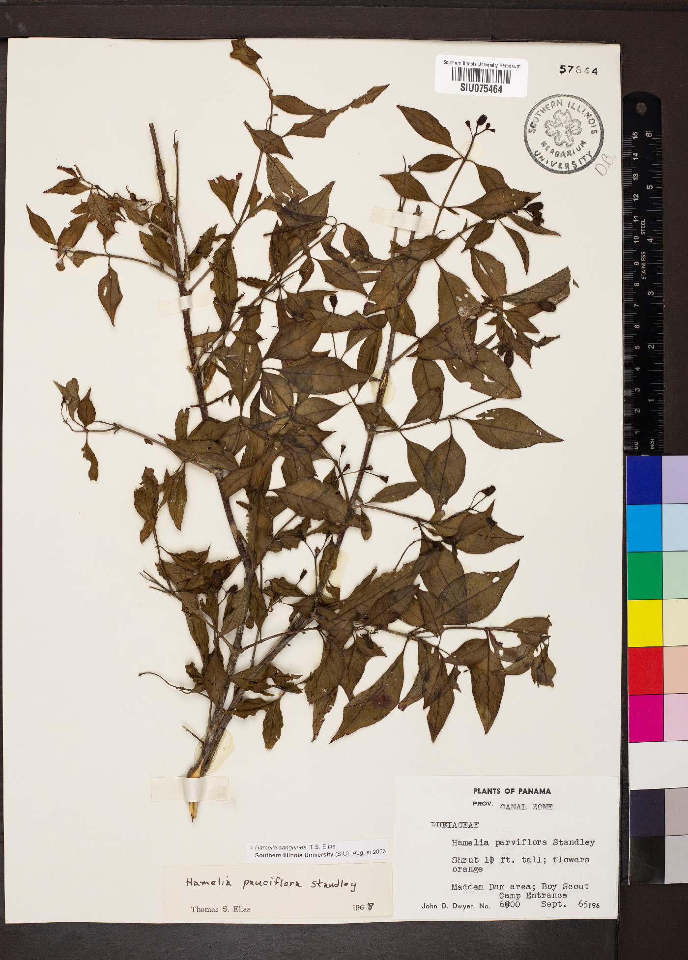 Hamelia sanguinea image