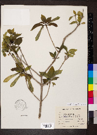 Hintonia latiflora image