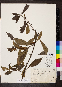 Hoffmannia cryptoneura image