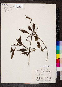 Hoffmannia longepetiolata image