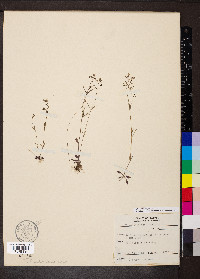 Houstonia longifolia image