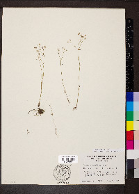 Houstonia longifolia image