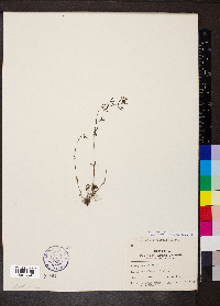 Houstonia longifolia image