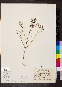 Houstonia longifolia image