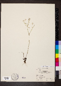 Houstonia longifolia image