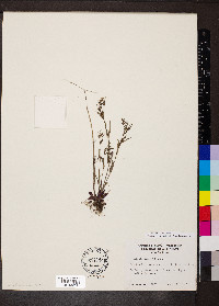 Houstonia longifolia image