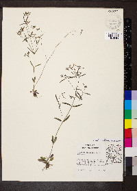 Houstonia longifolia image