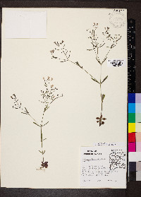 Houstonia longifolia image