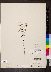 Houstonia longifolia image