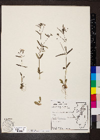 Houstonia longifolia image