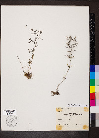 Houstonia longifolia image