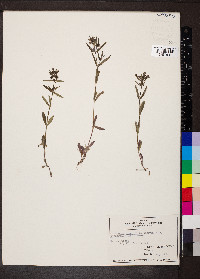 Houstonia longifolia image