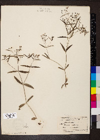 Houstonia longifolia image