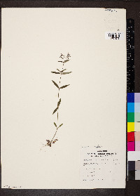 Houstonia longifolia image