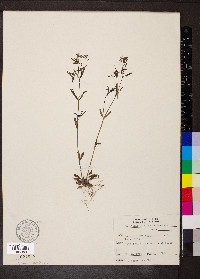 Houstonia longifolia image