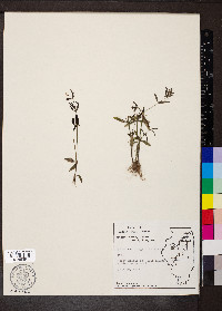 Houstonia longifolia image