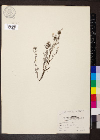 Stenaria nigricans var. nigricans image