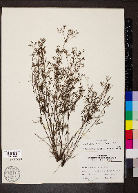 Stenaria nigricans var. nigricans image