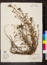 Stenaria nigricans var. nigricans image