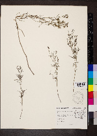 Stenaria nigricans var. nigricans image