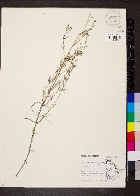 Stenaria nigricans image