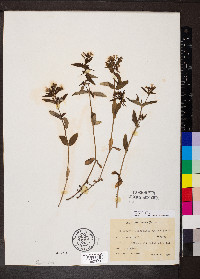 Houstonia purpurea image