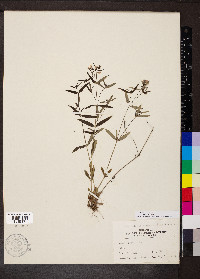 Houstonia purpurea image