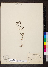 Houstonia purpurea image