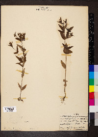 Houstonia purpurea image