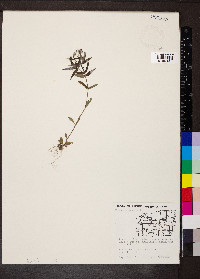Houstonia purpurea image