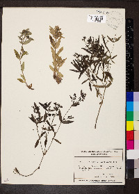 Houstonia purpurea image