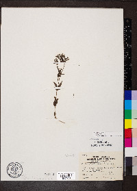 Houstonia purpurea image