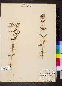 Houstonia purpurea image