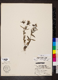 Houstonia purpurea image