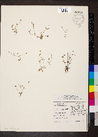 Houstonia pusilla image
