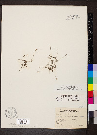 Houstonia pusilla image