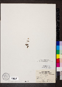 Houstonia pusilla image