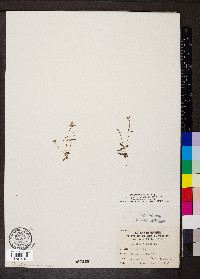 Houstonia pusilla image