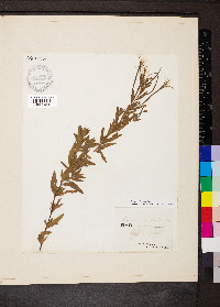 Epilobium densum image